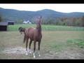 videos de Dutch filly Lila by Roemer for sale