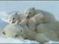 L'OURS POLAIRE