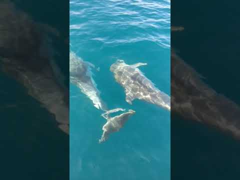 Delfini all'Elba vicino ad una barca