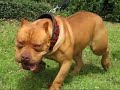 Major League Pitbulls part 2 (Red Ink) Major League Pitbulls part 2 (Red Ink)