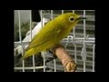 Suara burung pleci kacamata ngalas panjang untuk memancing bunyi versi 1
