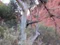 The Sound of Australian Ringneck Parrots