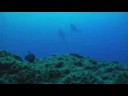 diveAway Liveaboard duikreis naar Socorro Islands in Mexico diveAway Liveaboard duikreis naar Socorro Islands in Mexico