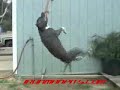 Dillenger from ironmanpits... Dillenger from ironmanpits...