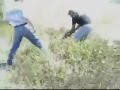 videos de Lagarto wancho