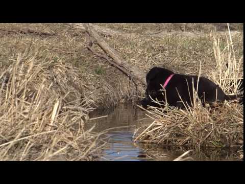 Labrador Retriever, Female