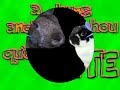  cute critic animal bunny alec baldwin bunnies funny daughter voicemail rabbit bites buns chou