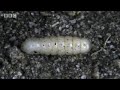 Butterfly eggs and caterpillar survival - Life in the Undergrowth - BBC Attenborough