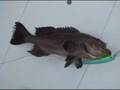 Trolling for Grouper