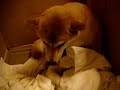 えこちゃんの陣痛（かなり激しい痛み）
