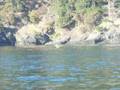 Whale Watching July 20 2008 5PM Ryland oceanexplorations.com