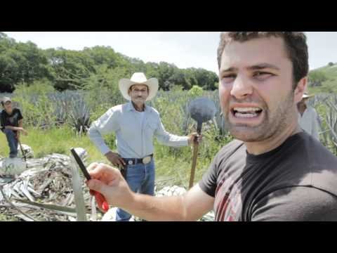 how to harvest tequila