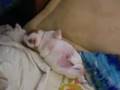 Sleepy Puppy 4 - Cute things falling asleep: Sleepy Dog
