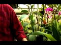 Orchid Care: Types of Orchids : All About Epidendrum Orchids Orchid Care: Types of Orchids : All About Epidendrum Orchids