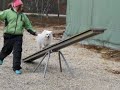 Dogs Dogs Dogs