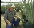 Aloe vera en la UCA (2)