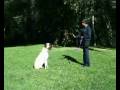 videos de Hanrob Dog Training Sydney - 11