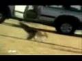 صقر يصيد غزال