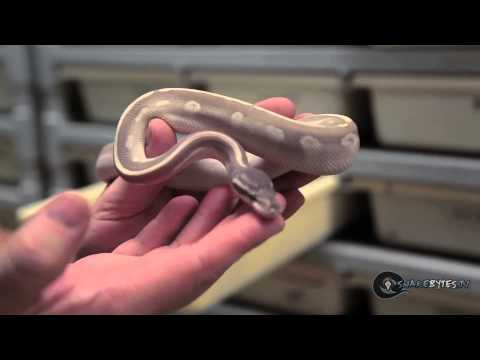 YouTube reptile video