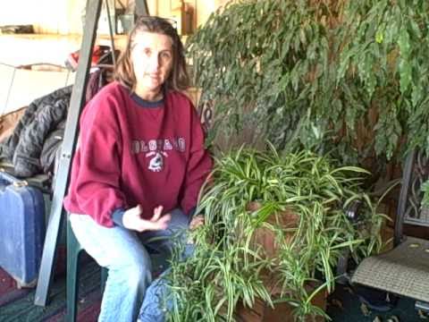 how to replant baby spider plants