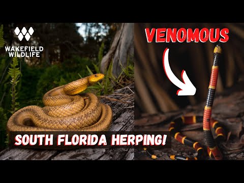 YouTube reptile video