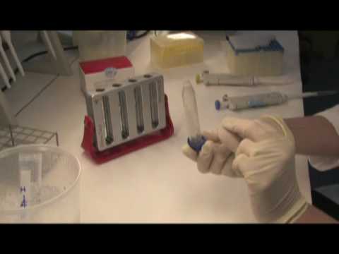 how to isolate t cells from spleen