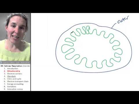 Cellular Respiration 2- Mitochondria