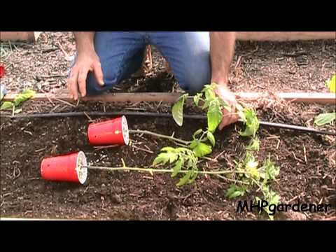 how to transplant tomato plants
