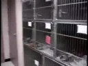 Hinsdale Humane Society