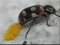 laying-beetle-desove-de-un-escarabajo.html