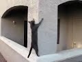 Watch 'Gato escalador - Spiderman'