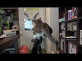 [ネコ]椅子の背もたれに気持ちよさそうに乗っかる猫ちゃん。のサムネイル