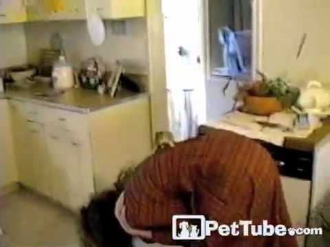 Видео 'Белка на празднике!‬‏'