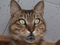 しゃべる？ツネオ君 HD