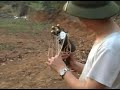 Sung ban luoi Sung ban luoi