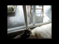 Cleaning Dog
