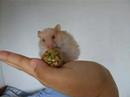 Nibbles' first treat...