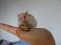 Nibbles' first treat...