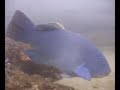 Blue groper Blue groper