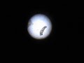 fish parasite - Transversotrema steeri