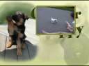 Clicker Puppy High Hive