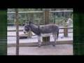 Zoo d'Amiens