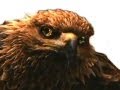 Gimmie Dat Talking Eagle