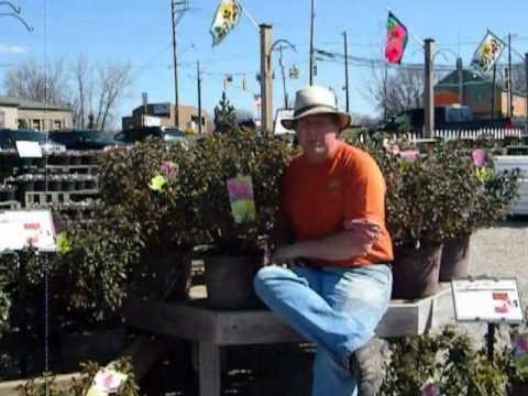 how to fertilize encore azaleas