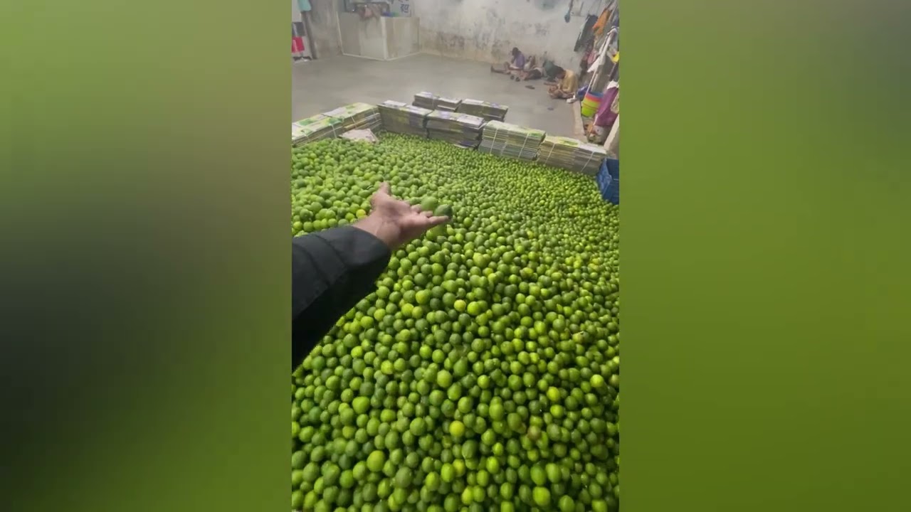 Look at Quality of Lemons, before sorting! | Global EXIM Sources
