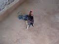 pollos de pelea pollos de pelea