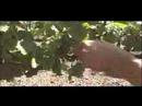 Ceago Biodynamic Wines Clear Lake Wine Tasting Winery Tours