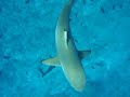Sharks Chasing Idiot in Bora Bora