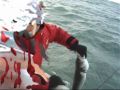 POLAR FISHING BATTLE POLAR FISHING BATTLE