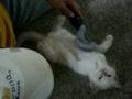white cat